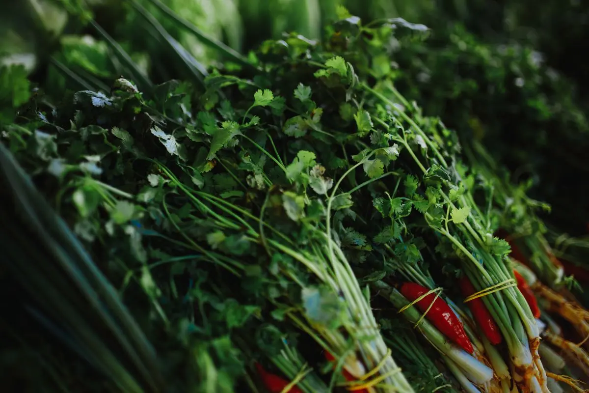Coriander
