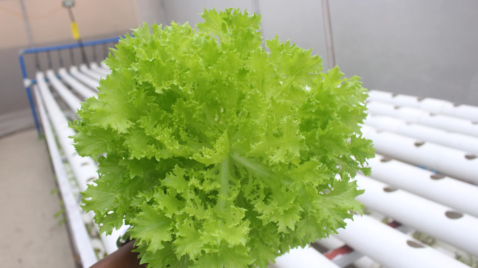 Close view of bright curly green lettuce at GritGreen