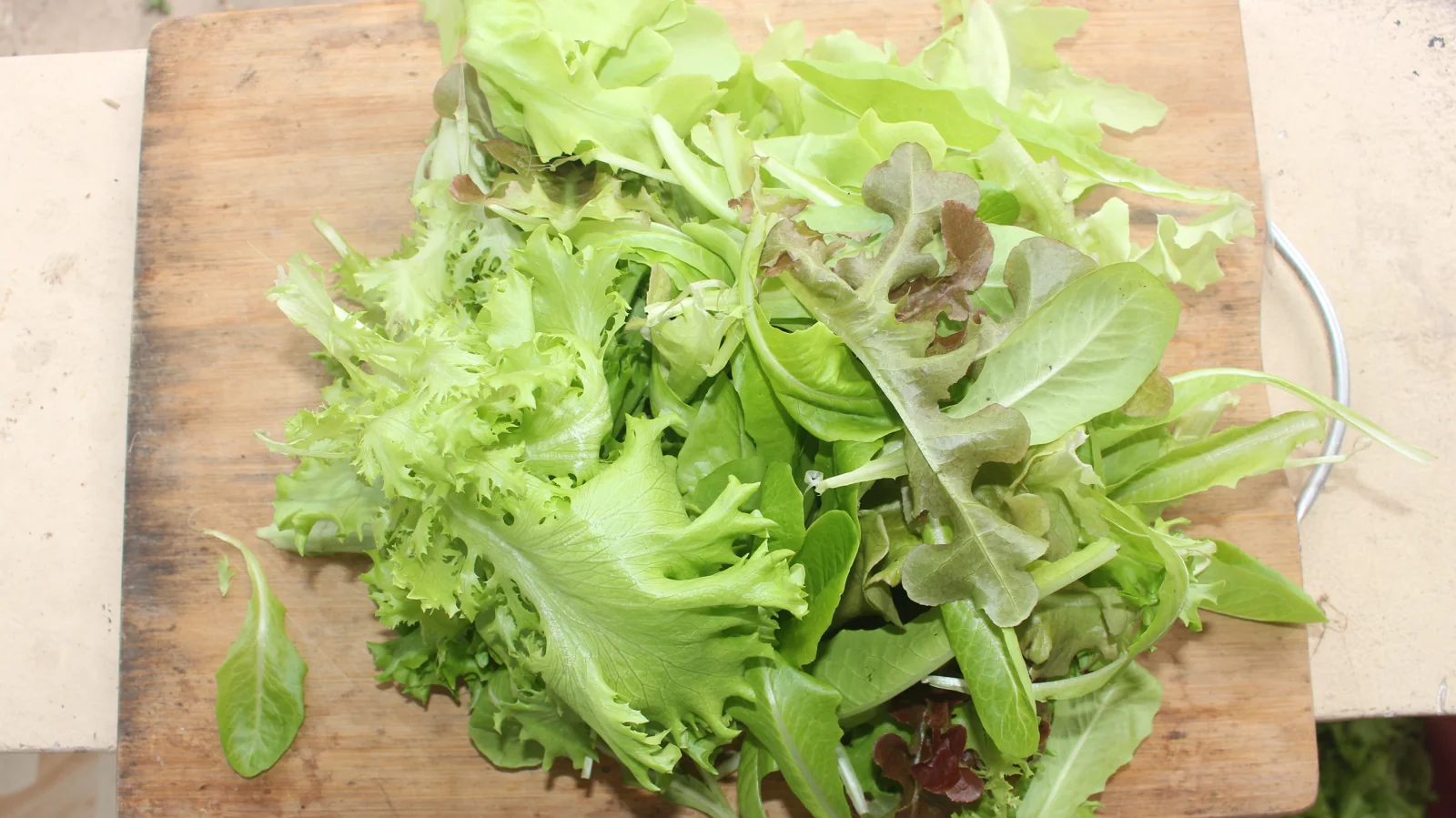 Detail of harvested GritGreen leaves with contrasting colours and textures