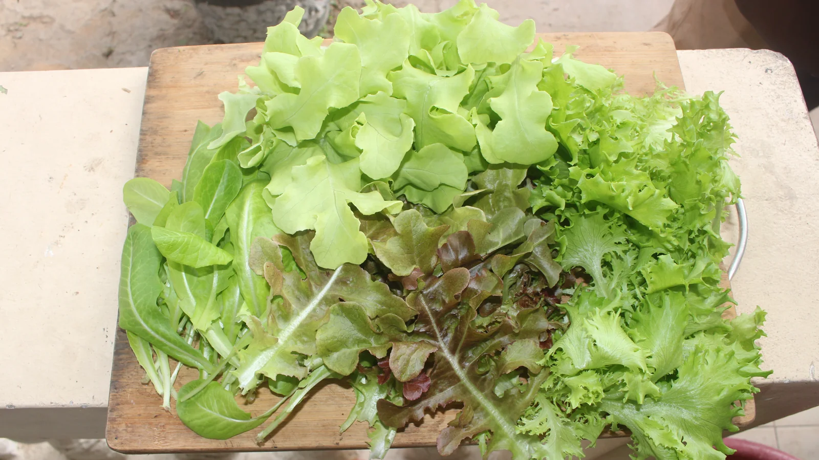 A colourful GritGreen mixed-leaf harvest on a wooden table