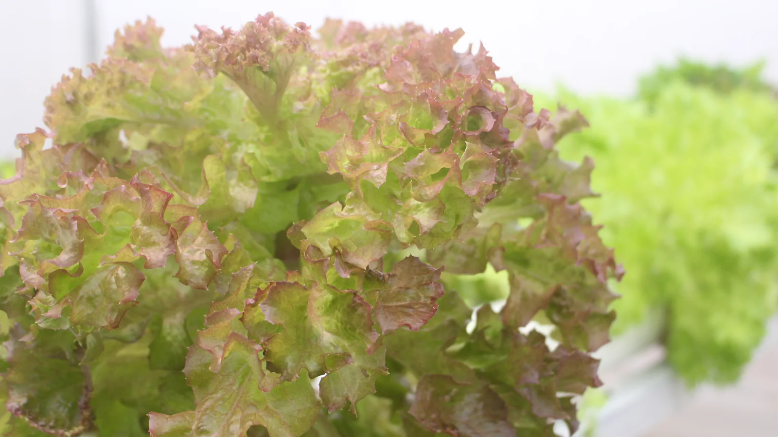 Natural red and green colour in a GritGreen lettuce head