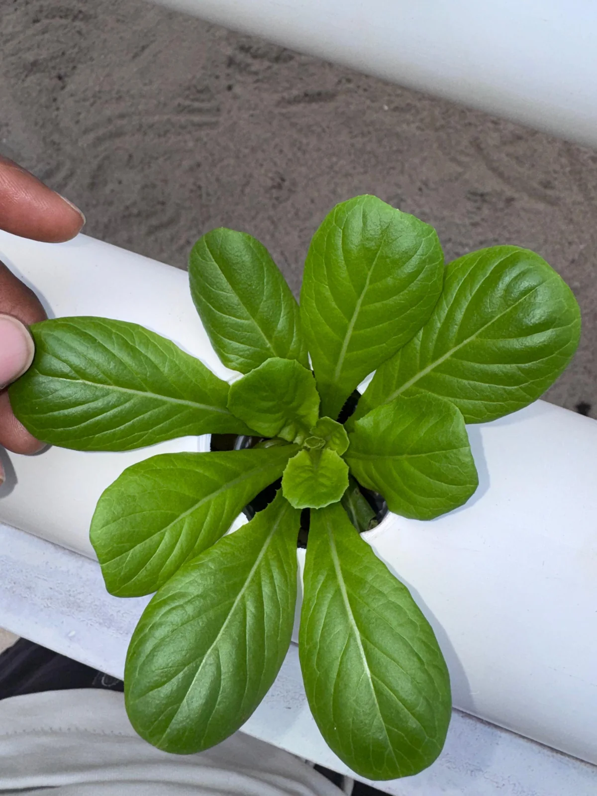 Fresh sweet basil at the GritGreen farm