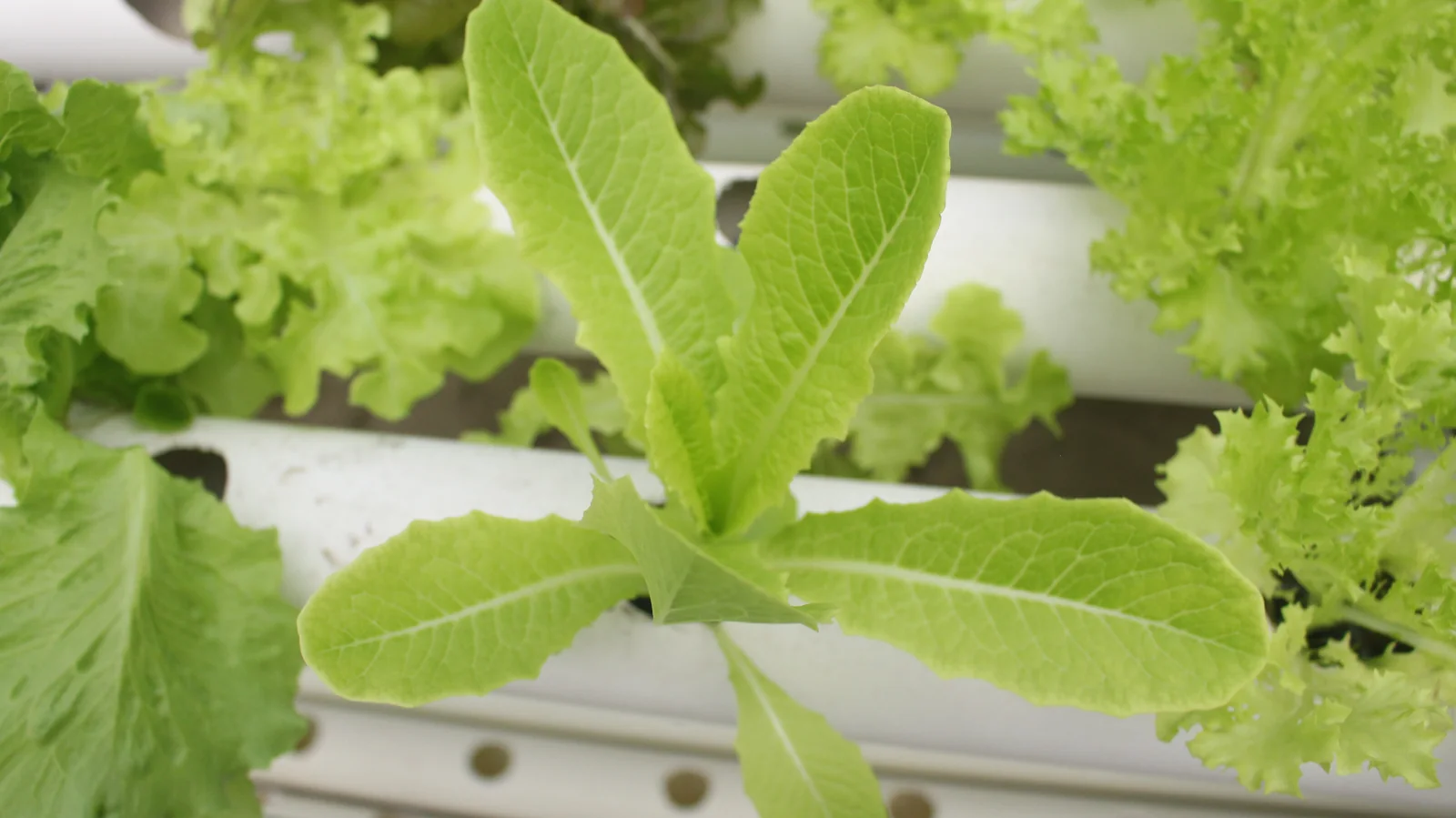 Young green leaves developing inside the GritGreen greenhouse