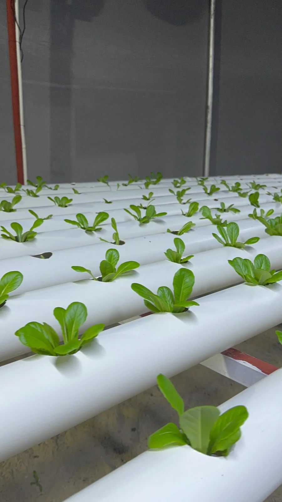 Young plants after transfer into NFT growing channels