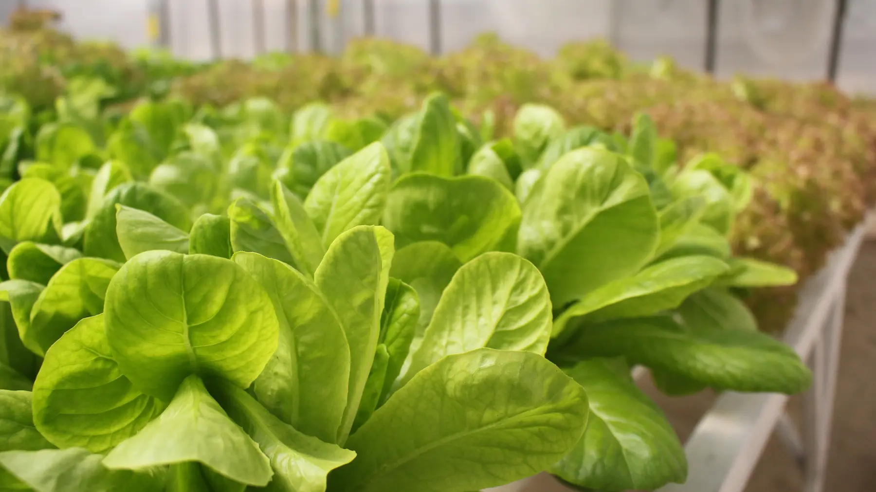 Tender green lettuce growing at GritGreen Farms