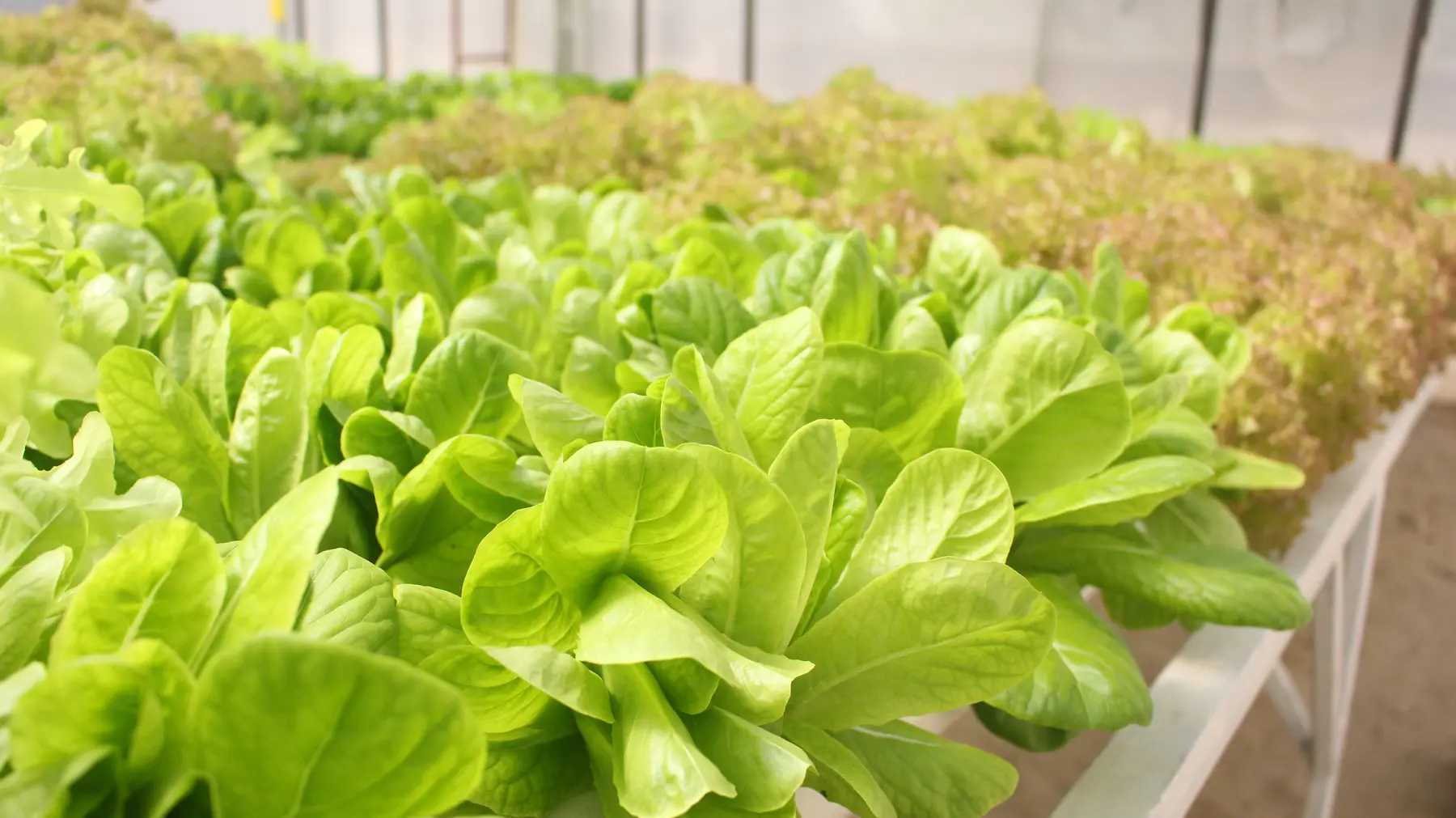 Wide view across fresh green lettuce rows