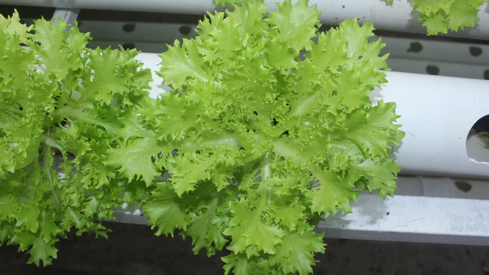 Detailed view of curly lettuce leaves