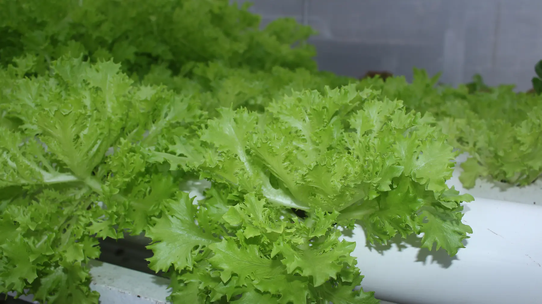 Curly green lettuce growing in a row