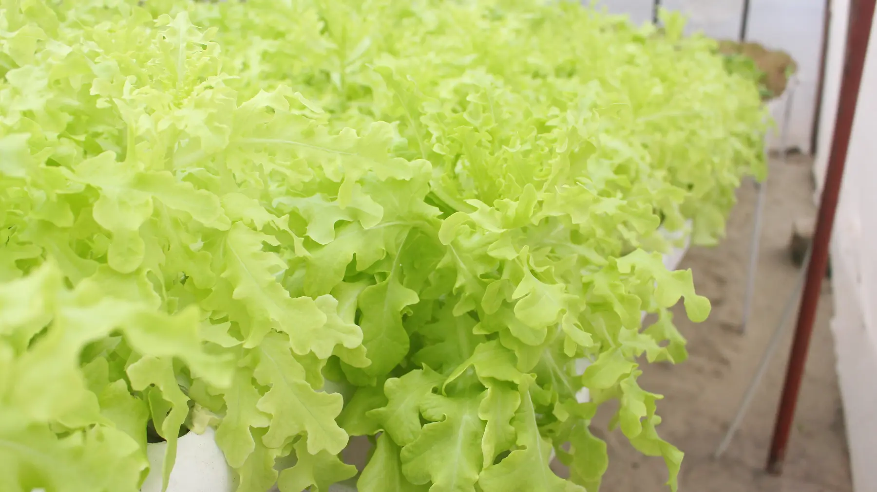 Bright green curly lettuce growing at GritGreen Farms
