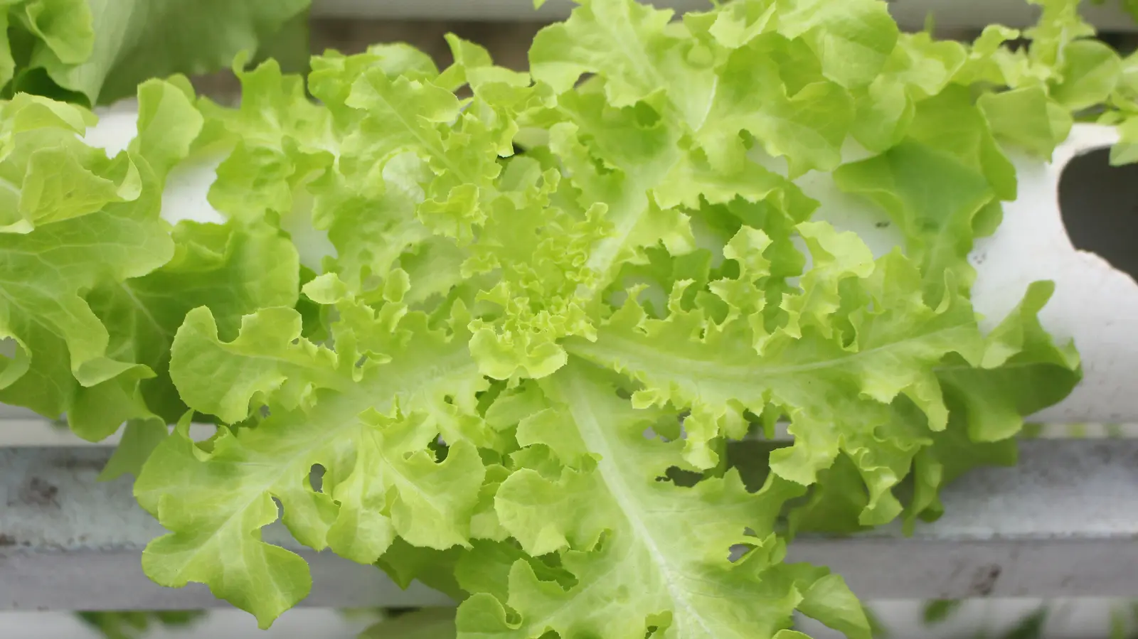 Close view of layered green lettuce leaves