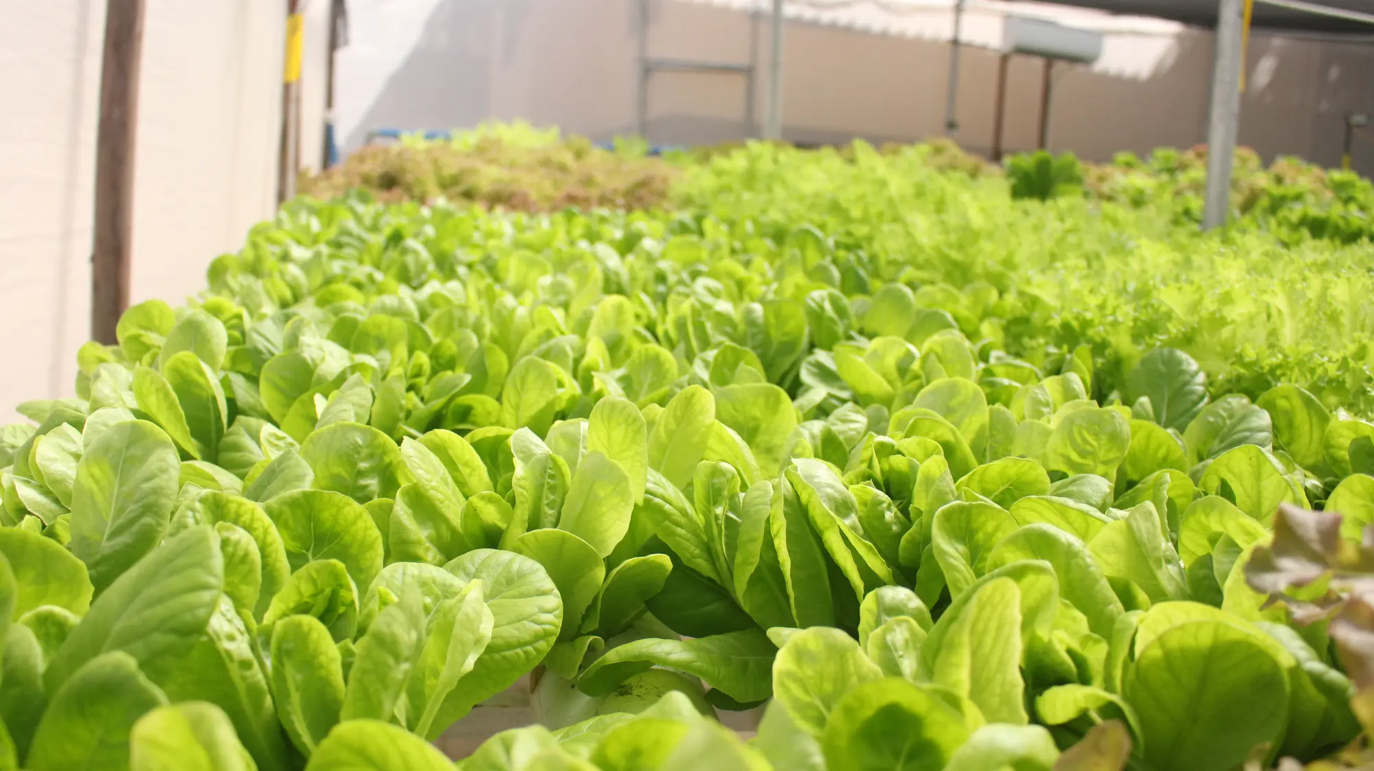 Wide view of green and red lettuce rows inside GritGreen Farms