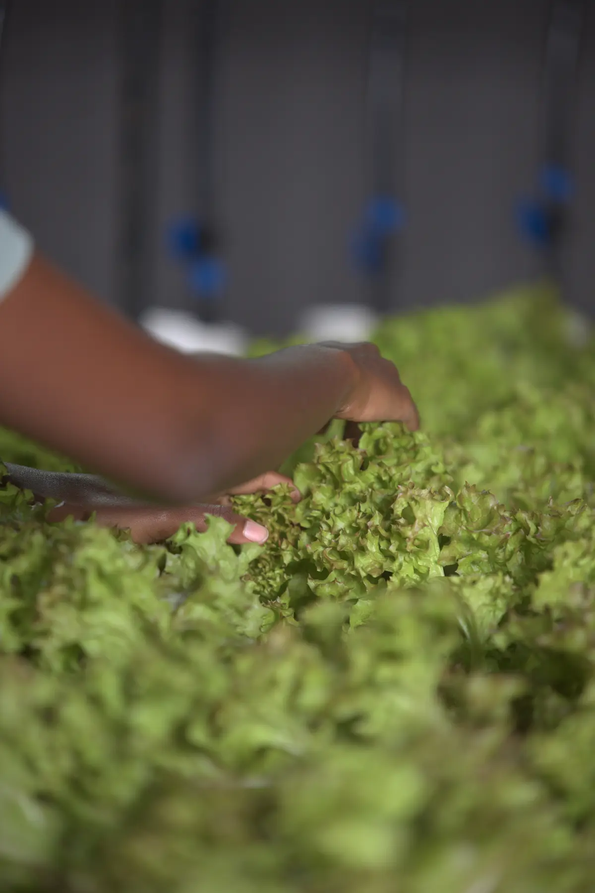 Hands carefully inspecting leaf quality at GritGreen Farms