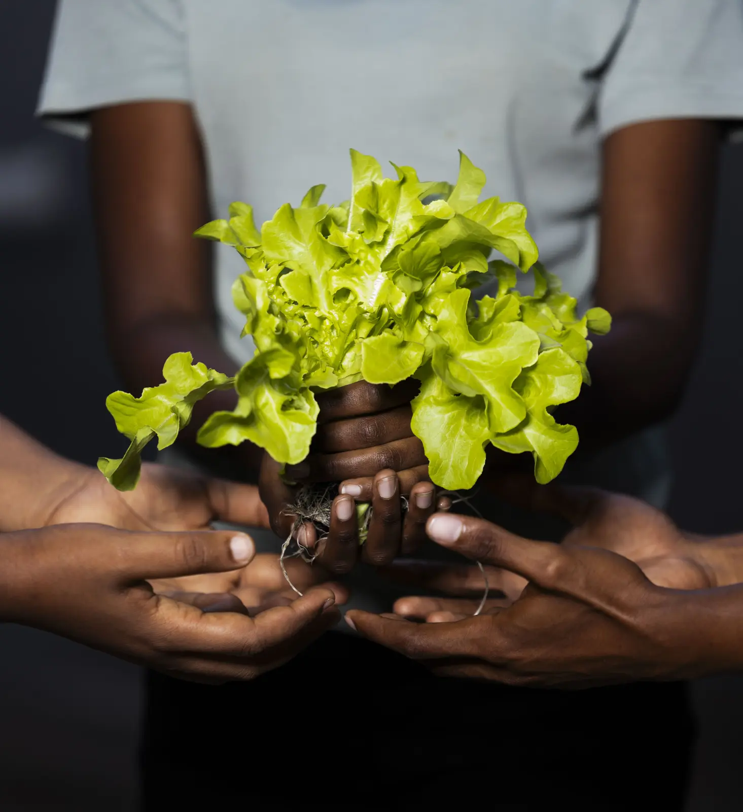 The GritGreen team holding one fresh lettuce together
