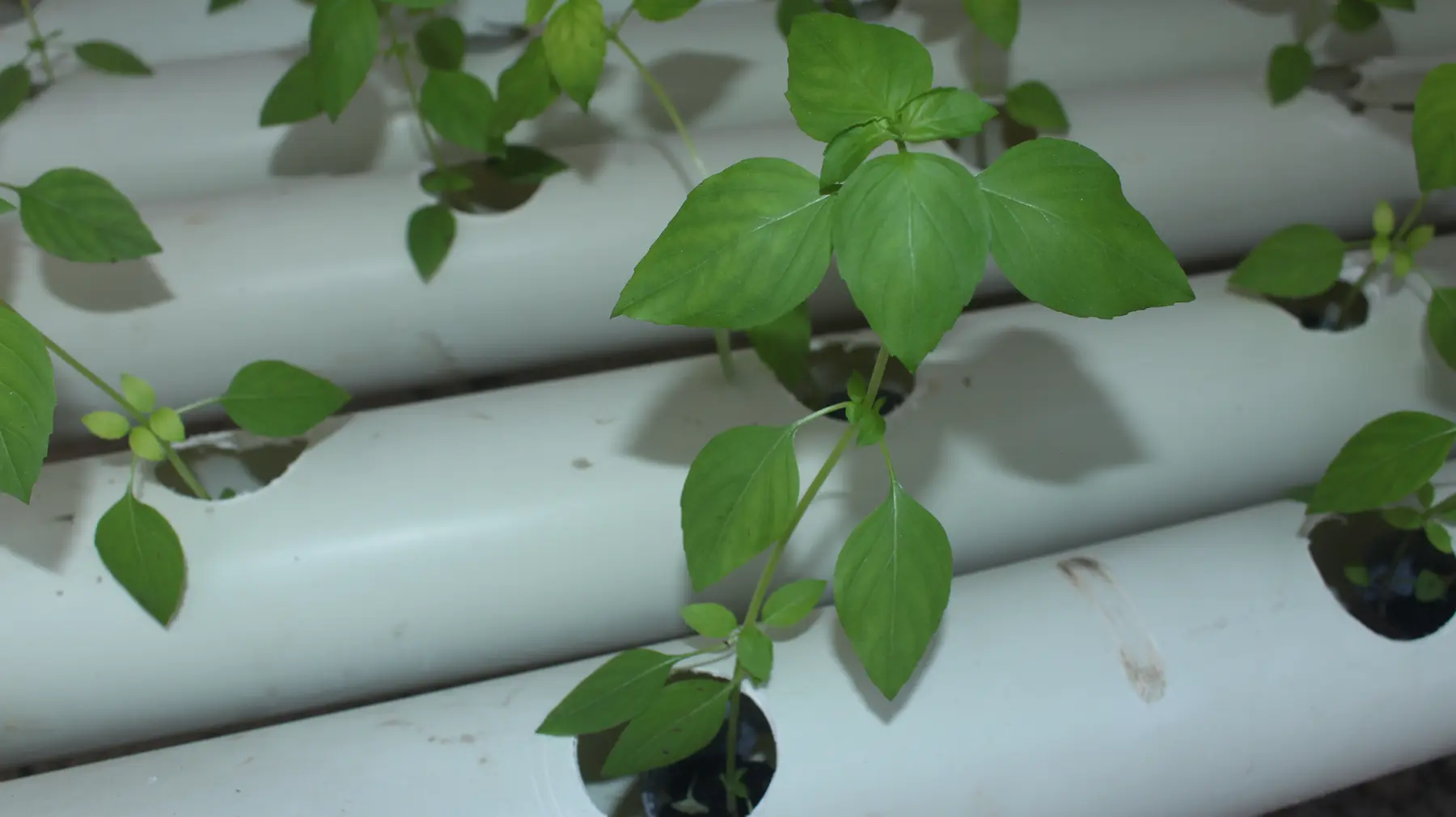Young fresh herbs growing at GritGreen Farms