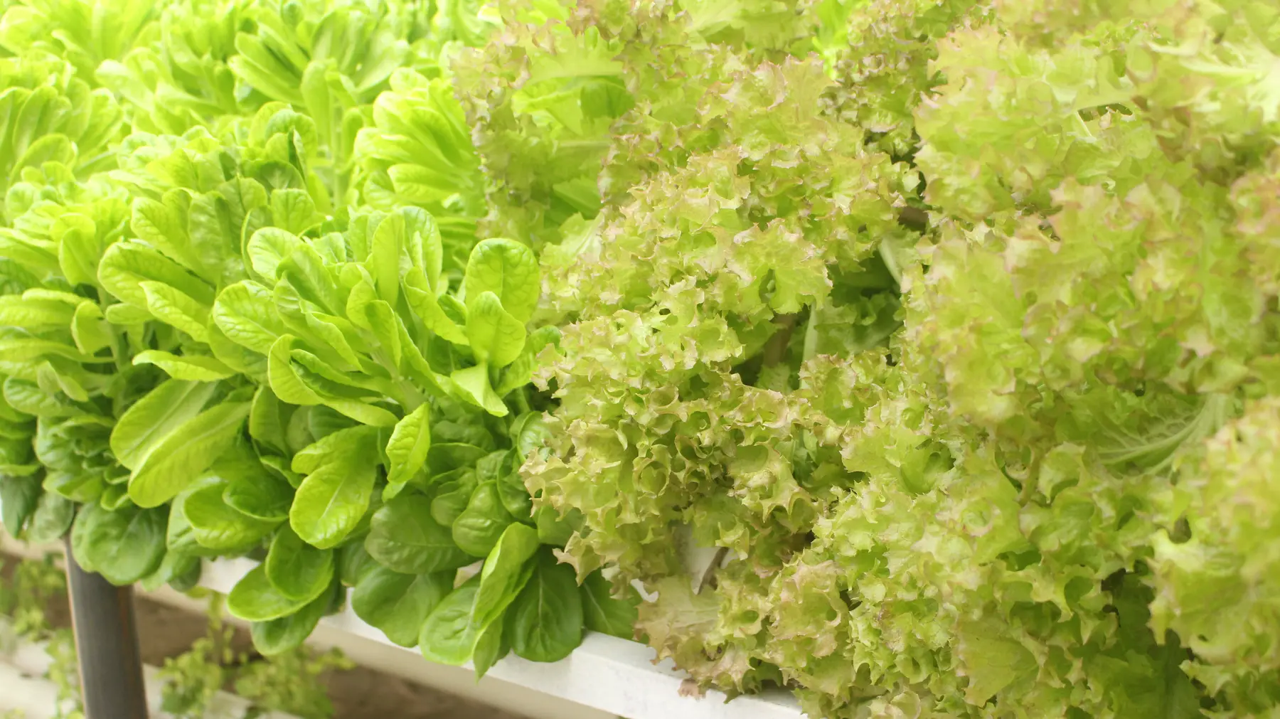 Different lettuce varieties growing side by side