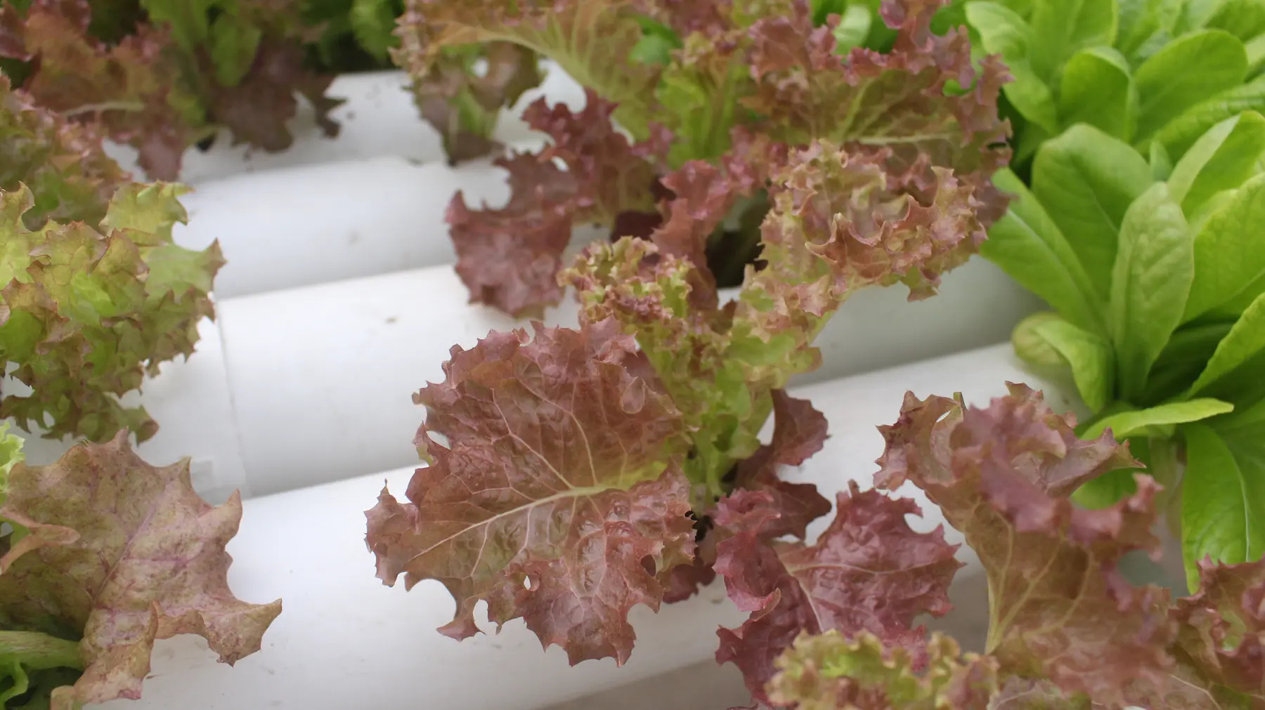 Red and green lettuces growing together