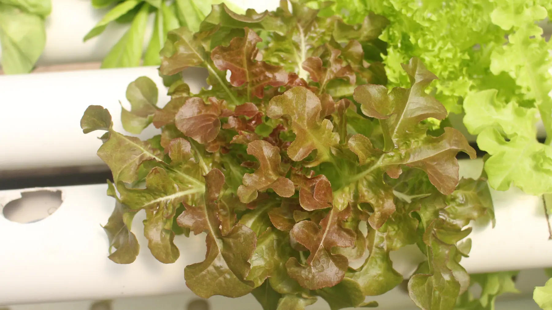 Red oakleaf lettuce growing at GritGreen Farms