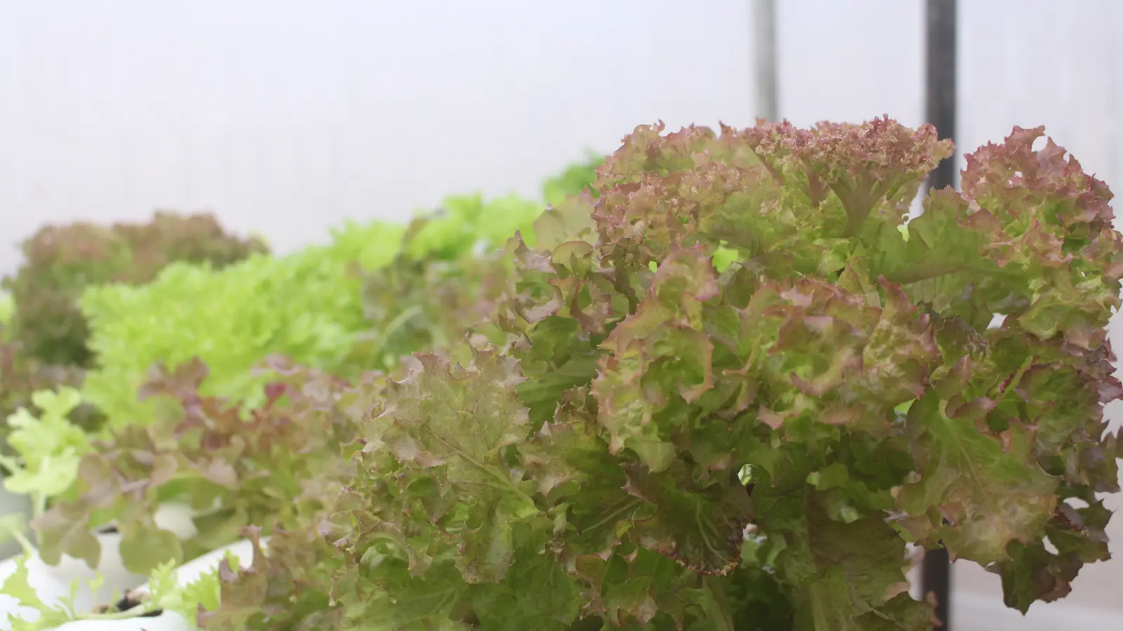 Close view of red leaf lettuce grown by GritGreen
