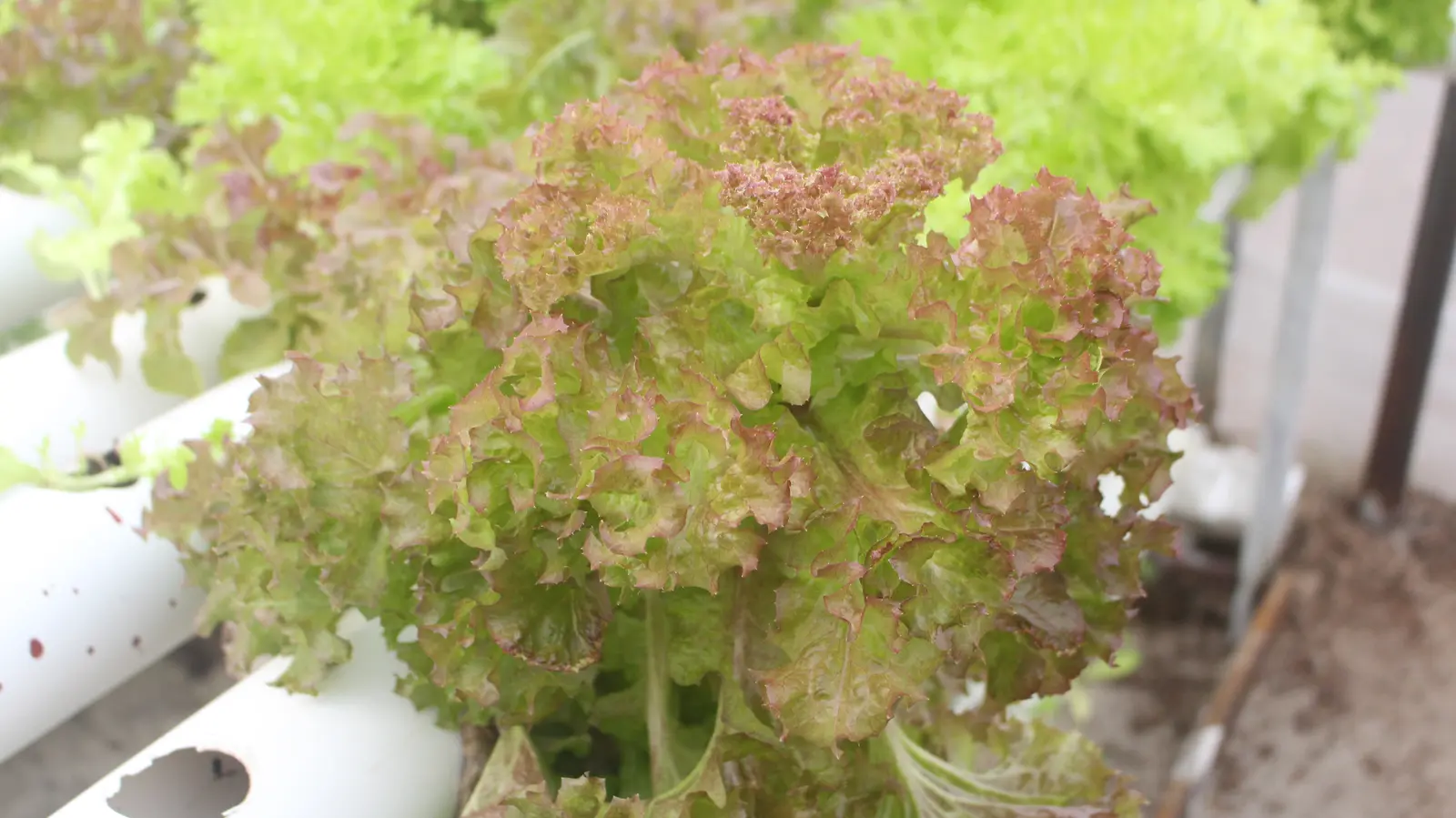 Red lettuce showing its natural colour and ruffled edges