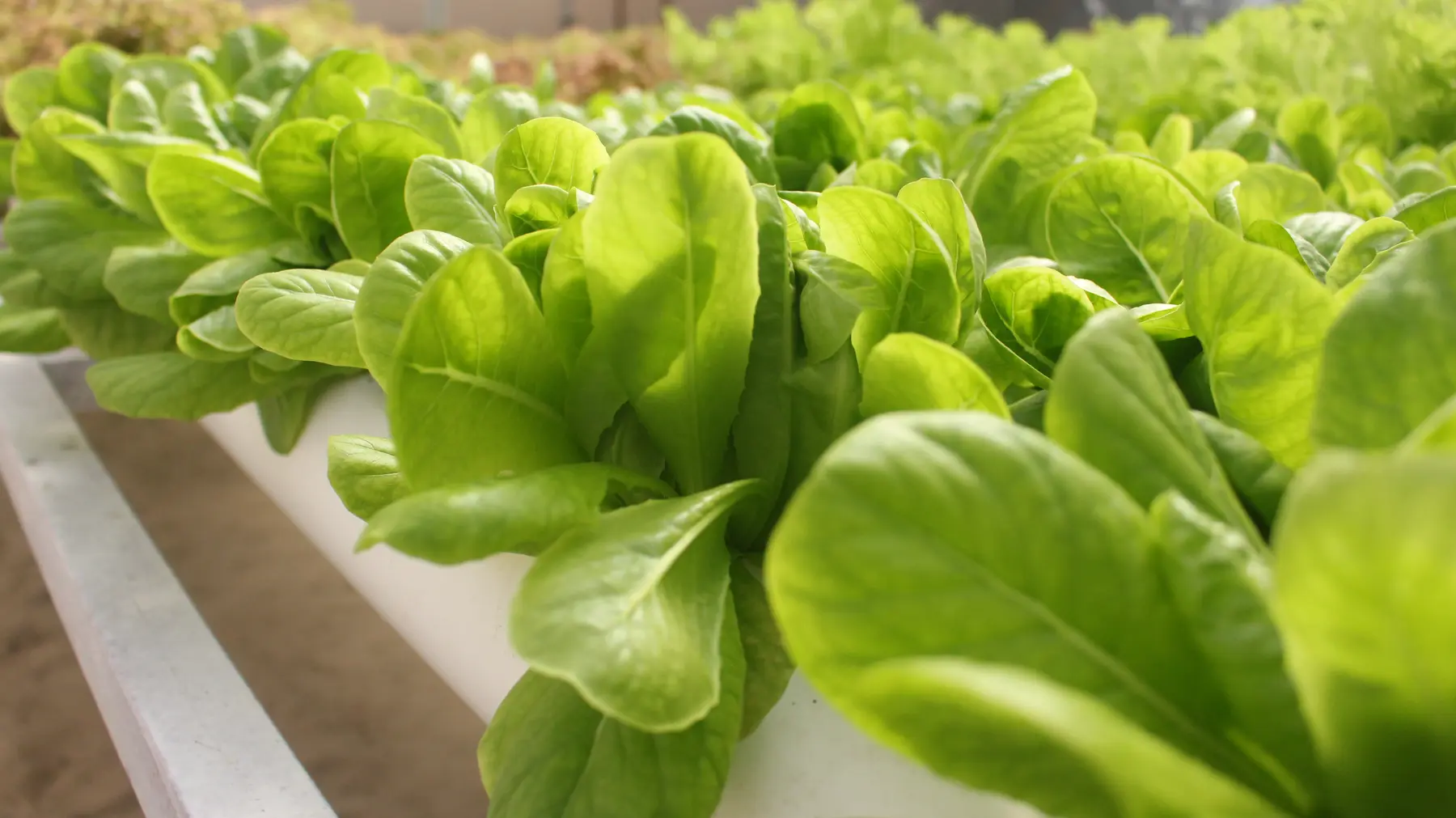 Rows of lettuce extending through the GritGreen greenhouse
