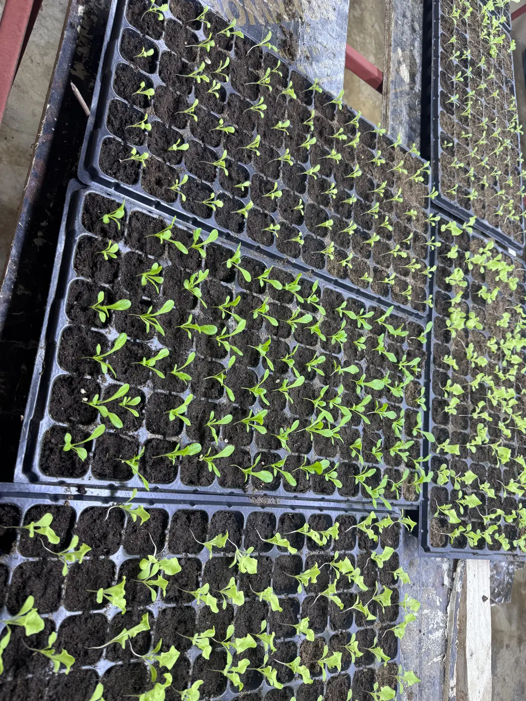 Young seedlings in nursery trays at GritGreen Farms