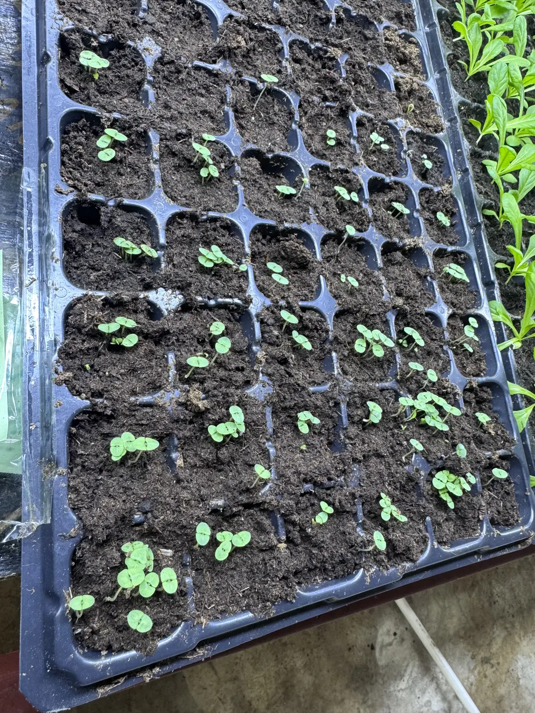Close view of young seedlings at GritGreen Farms
