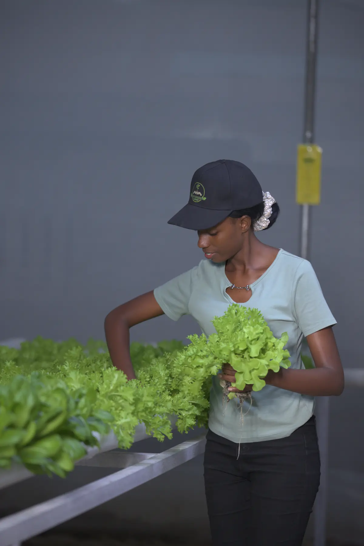 A GritGreen team member harvesting a fresh lettuce