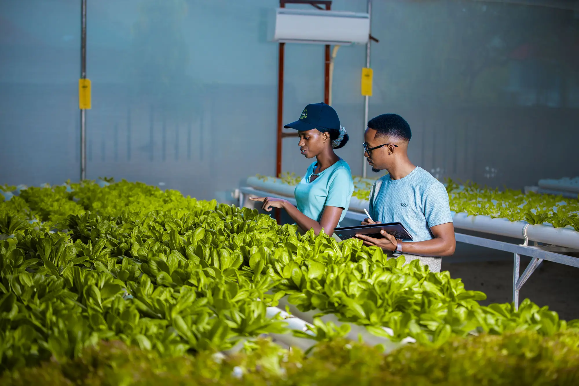 GritGreen team members monitoring crops inside the greenhouse
