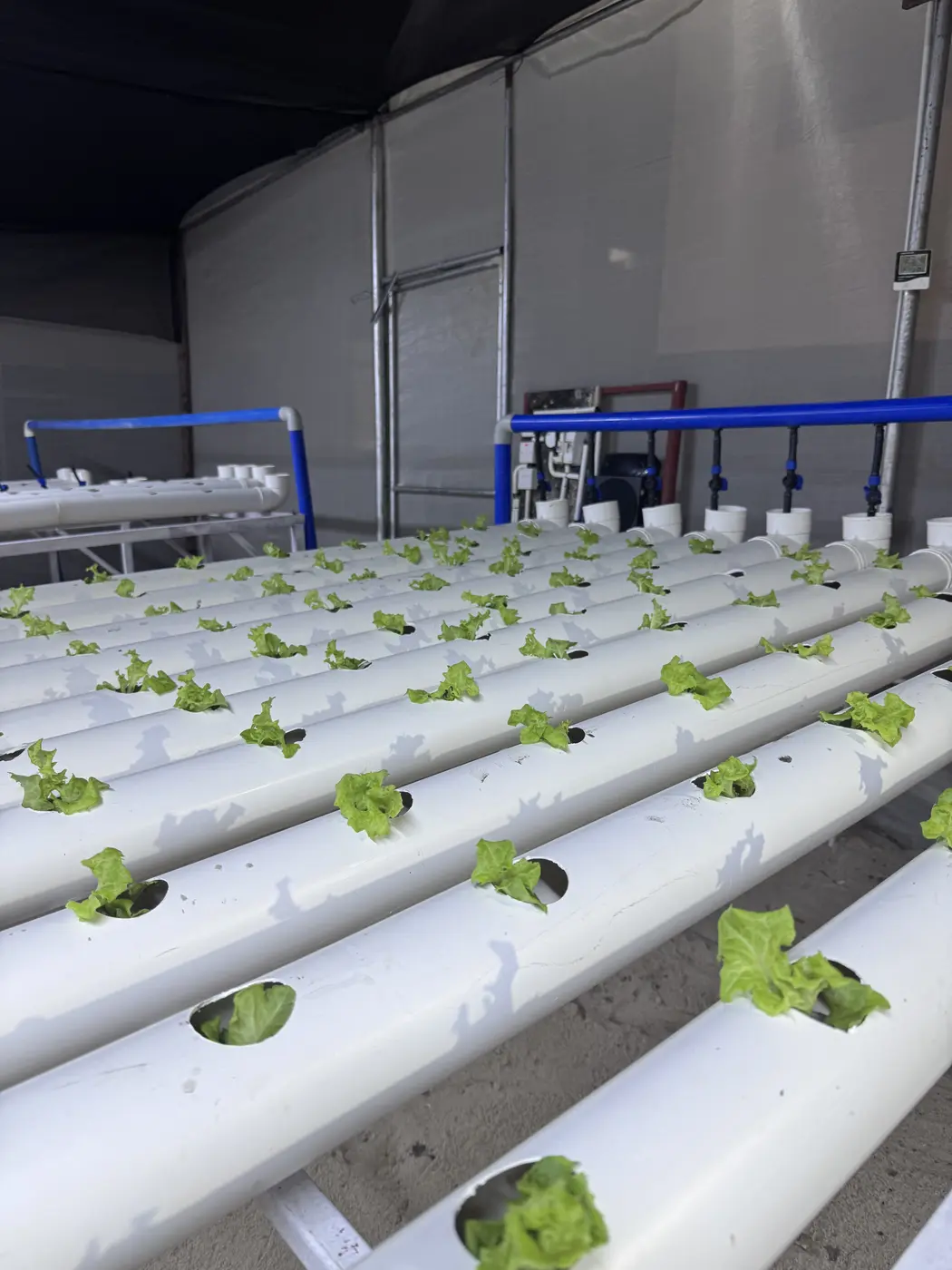 Young crops beginning to grow in hydroponic channels