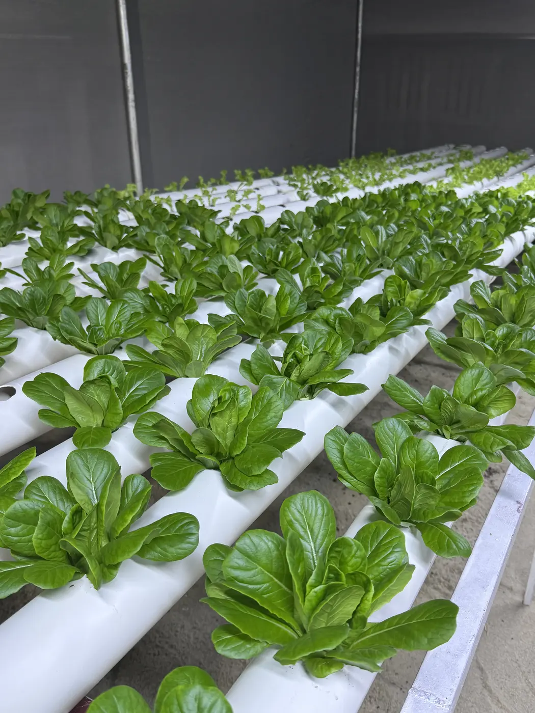 Young green crops growing in hydroponic channels